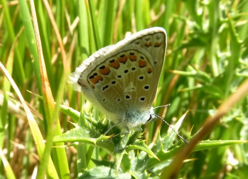 Pu essere un Polyommatus eros ??